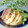 Satoco❋'s cooksnap of when they made ふきのとうの天ぷら『きれいに揚げるコツ』.