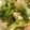 yomo1229's cooksnap of when they made 大量消費に！レタスのわさび和え.