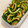 一番星寿美次郎's cooksnap of when they made ゴーヤとさきいかの漬物.