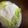 ※ぴーまん's cooksnap of when they made 最強！1週間以上シャキッとレタスの保存法.