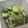 ぱにぱる's cooksnap of when they made 居酒屋の超簡単やみつききゅうり.