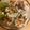 クックFJ5BNF☆'s cooksnap of when they made もちもち！大葉とえび入りれんこんもち.
