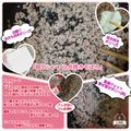 しーくれっと・らいふ's cooksnap of when they made 超♡シンプル合挽きそぼろ.