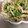 そうぱる's cooksnap of when they made 春菊ともやしとツナの中華風サラダ.