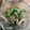 ささささ＆＊'s cooksnap of when they made 箸が止まらない！ゴーヤの塩昆布和え.