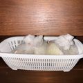 acohug＊'s cooksnap of when they made ウチの副作用無し咳止め＆安眠方法☆玉ねぎ.