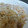 めかにか's cooksnap of when they made やわらか〜い☆豚のしょうが焼き.