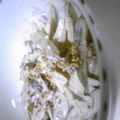 こめいじあるる's cooksnap of when they made 簡単ごぼうサラダ.