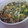 シロイシ's cooksnap of when they made 小松菜たっぷり！！とろ～り小松菜丼❤.