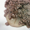 ＊ココナッツ＊'s cooksnap of when they made だいこんや再現!!大根のひき肉あんかけ☆.