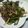 しゃねりん's cooksnap of when they made ２度おいしい！！チンジャオロース.