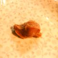 まっきーのうてぃ's cooksnap of when they made 作り置き☆圧力鍋で砂肝の簡単コンフィ☆.
