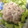 amikky's cooksnap of when they made 新タマネギと豚シャブのサラダ風.