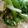 熊人すみこ's cooksnap of when they made 余った野菜で＊海苔和え.