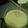miffyumi's cooksnap of when they made 夫のベシャメッラ（ホワイトソース）.
