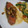 ハラペコまぁ。's cooksnap of when they made 鮭のムニエル　きのこバター醤油炒め.