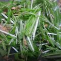 しんちさま's cooksnap of when they made 簡単☆水菜のサラダ丼.