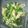 ひなっちち's cooksnap of when they made 菜の花と湯葉のお浸し.