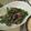 ゆき木's cooksnap of when they made にんにくの芽と牛肉の炒めもの.