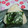☆★ひよこ★☆'s cooksnap of when they made ちょっと変わった✿ごま塩おにぎり.