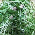 はるかなみ's cooksnap of when they made 和えるだけ！さっぱり水菜サラダ.