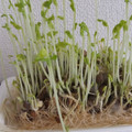 きらり流れ星's cooksnap of when they made 豆苗と玉子のささっと炒め.