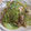 きらり流れ星's cooksnap of when they made 豚肉と春きゃべつのゆずこしょう炒め.