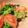 rakuen's cooksnap of when they made お豆腐とアルファルファのサラダ.
