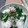 とらまる426's cooksnap of when they made 簡単♪長芋ときゅうりのたたき梅和え.