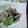 bona29's cooksnap of when they made 豚肉と青梗菜のねぎ塩炒め.