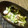 Ｔ，ＳＡＥＫＯ's cooksnap of when they made やりいかとセロリの柚子コショウマヨ和え.