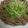 SILK0205's cooksnap of when they made 牛肉と水菜のさっぱりサラダ.