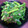 ひなっちち's cooksnap of when they made 我が家のおひたし（菜の花）.