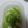 ayu69ayu69's cooksnap of when they made 塩麹～セロリの漬物～.