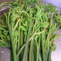 xxみゆxx's cooksnap of when they made 手間暇かけたわらびのあく抜きと保存方法.