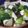 K/S's cooksnap of when they made 青梗菜としいたけの含め煮.
