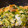 クックXZON9Y☆'s cooksnap of when they made 豚こまと霜降りひらたけの卵とじ.