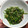tajipanda's cooksnap of when they made ほうれん草の中華風お浸し.