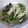 myufair's cooksnap of when they made ほうれん草と水菜のゴマ和え.