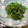 はらぺこ青虫's cooksnap of when they made 春を感じる一品☆菜の花の簡単ごまあえ.
