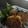 vermillion's cooksnap of when they made 具だくさん！根菜ゴロゴロ豚ひき肉のつくね.