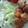 ﾙﾘﾝｺ's cooksnap of when they made ✿本格派！絶品！お店のような鶏の唐揚げ✿.