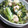 たはぴのかか's cooksnap of when they made 菜の花と麩の卵とじ.