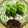 Shumimo's cooksnap of when they made 胡瓜 with 辛味噌.