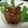 mmmmmsk's cooksnap of when they made 圧力鍋で豚スペアリブのマーマレード煮.