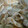 すぅきち's cooksnap of when they made 豚の生姜焼き風 塩麹で.