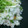 なっちズム's cooksnap of when they made しらすと香味野菜のちらし寿司.