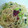 じゅんきりり's cooksnap of when they made 梅と小松菜のさっぱりパスタ.