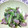 あい葉's cooksnap of when they made 豚ロースと小松菜の柚子こしょうバター炒め.