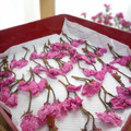 あっぷるカモミール's cooksnap of when they made 桜の花の塩漬け.